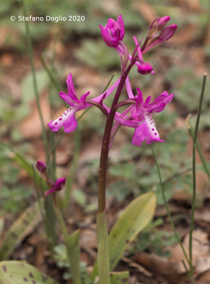 orchidee in Giordania